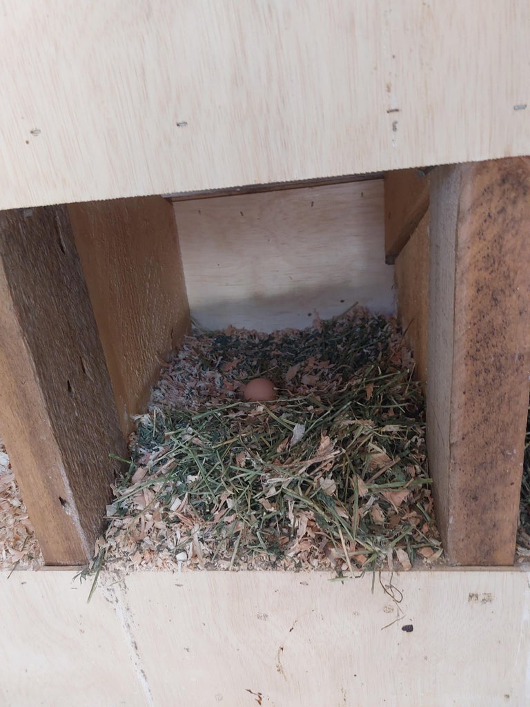 Nest Boxes on the Side