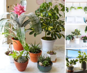A New Owner's Guide to Houseplants