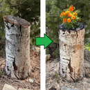 Transform a Tree Stump Into a Planter Box